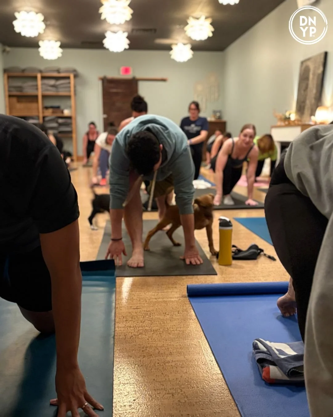 Three Danes Wellness to benefit Cold Nose Warm Heart