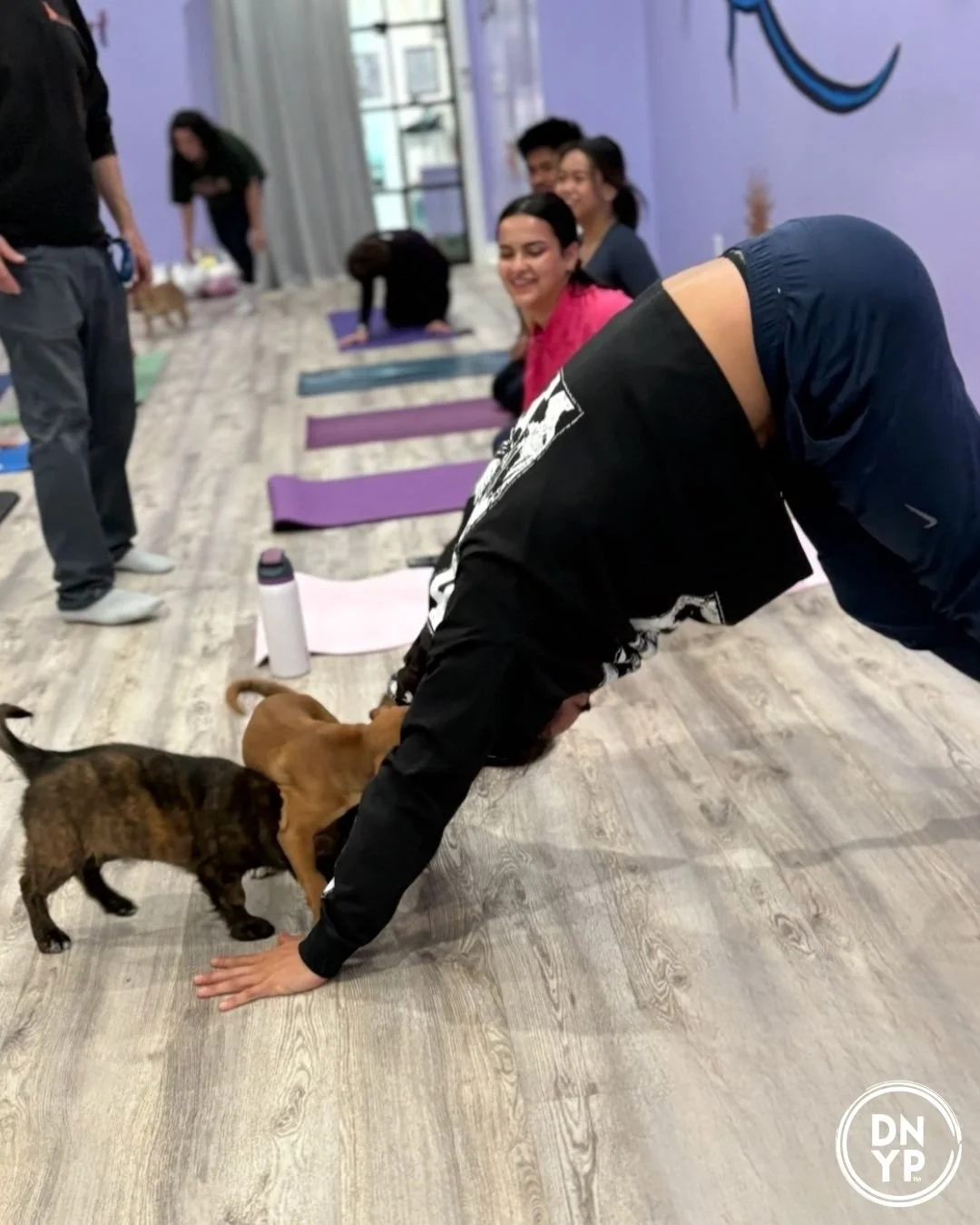 OneLife to benefit PetConnect Rescue