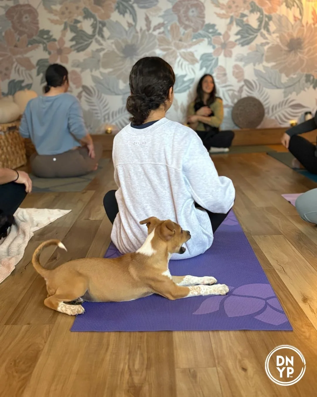 Back-to-School Events That Make a Difference: Why Canines on Campus Is the Ultimate Student Wellness Experience