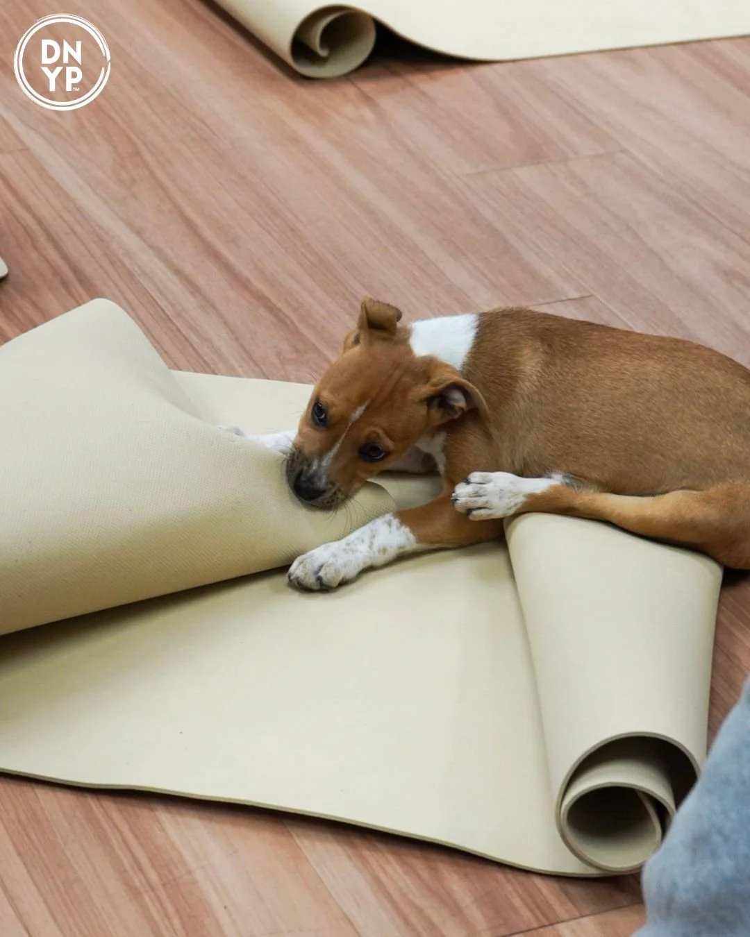 Three Danes Wellness to benefit Best Friend Animal Rescue, Inc.