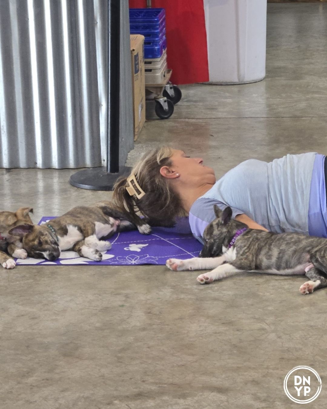 Meet Doggy Noses &amp; Yoga Poses: Where Yoga Meets Rescue Dogs