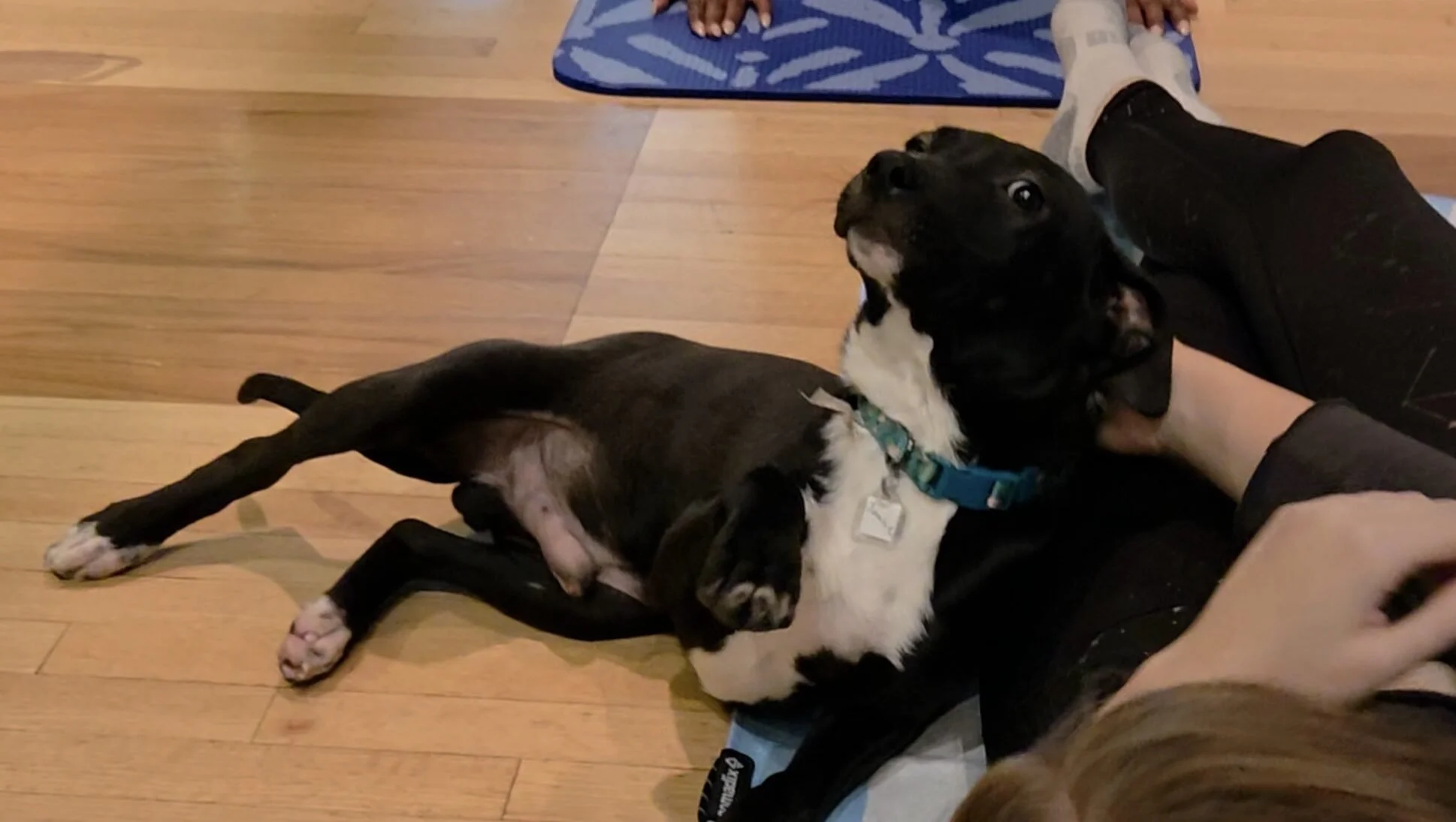 George Mason University’s Counseling and Psychological Services (CAPS) and Graduate Student Life invited students to unwind and de-stress during Doggy Noses & Yoga Poses