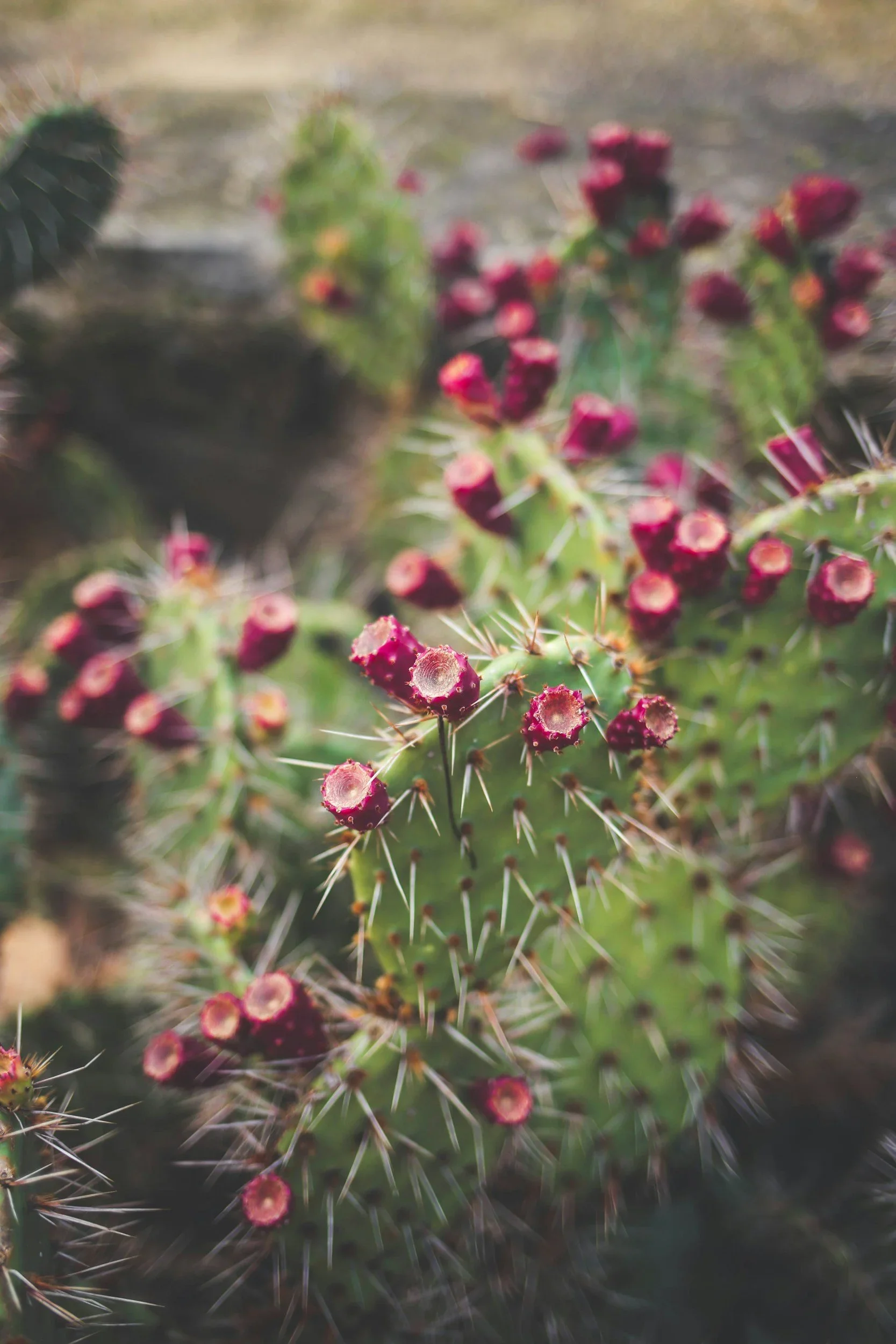 Image of prickly pear cactus and learn more about acupuncture services in chicago button.