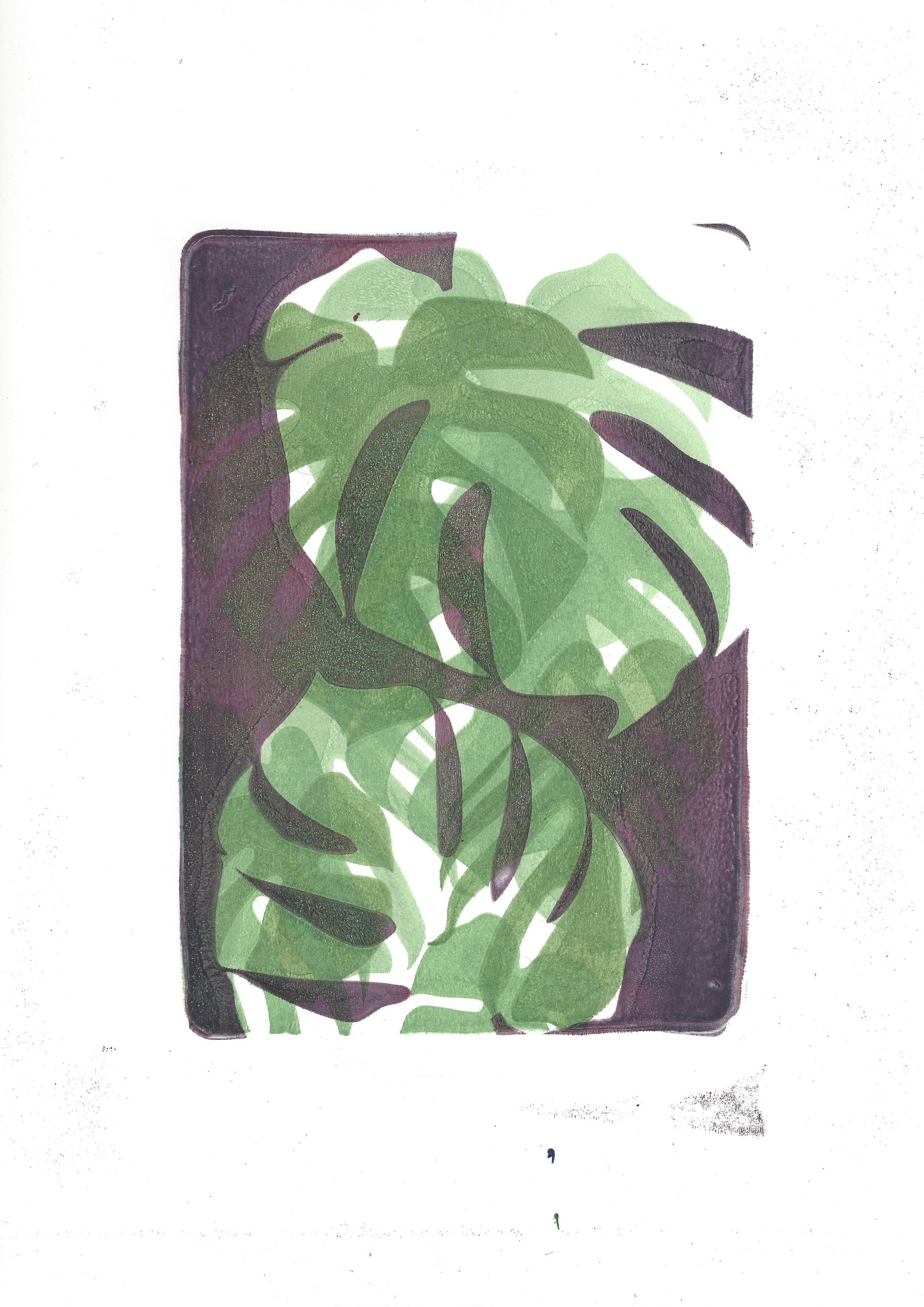 Monstera 1.jpeg