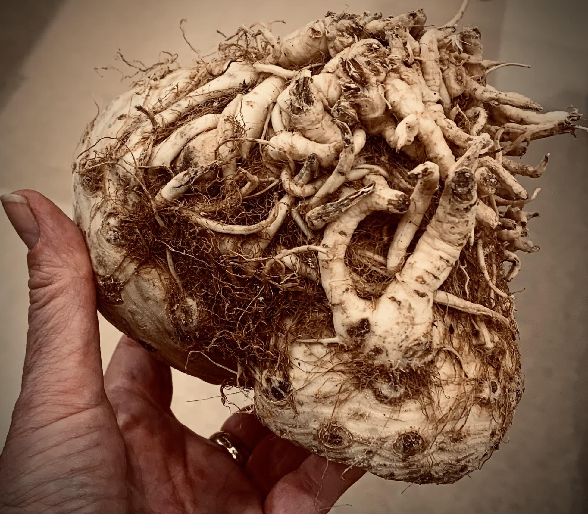 This creepy root at the grocery store that looks like a wormy skull.￼