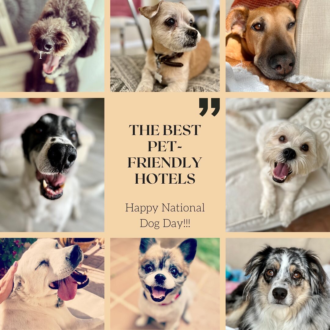 Happy National Dog Day!

The best pet friendly hotels :-)

For all the pampered pooches and their vacay.
.
.
.
#doglife #doglover #doglifestyle #nationaldogday #dogvacay #dogsrule #puppylove #puppylife #dogtravel #bonbonpups #bonbontrips #petfriendly