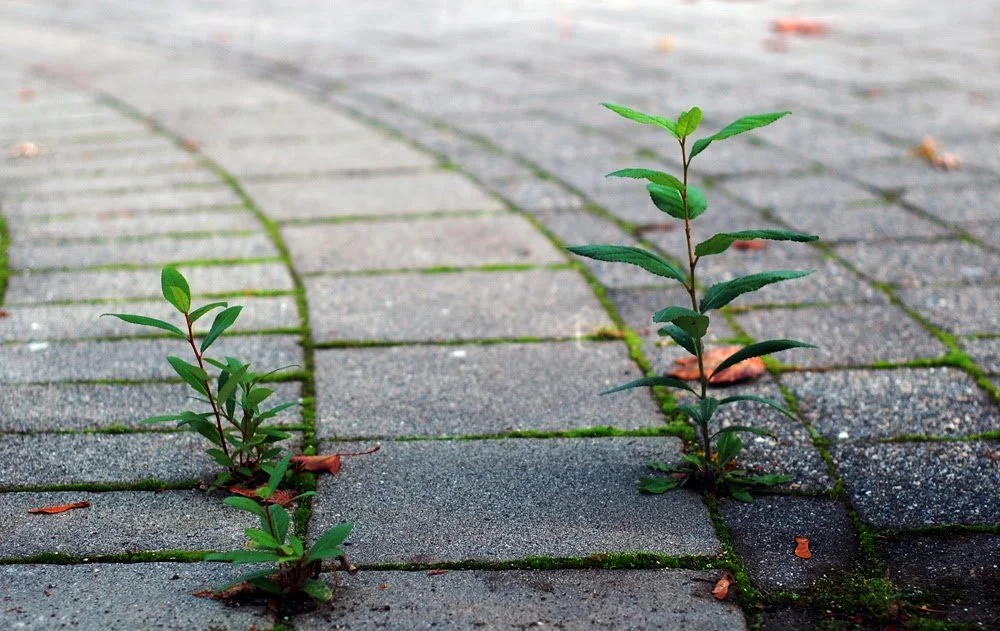 How To Build Emotional Resilience: Bounce Back and Stay Strong