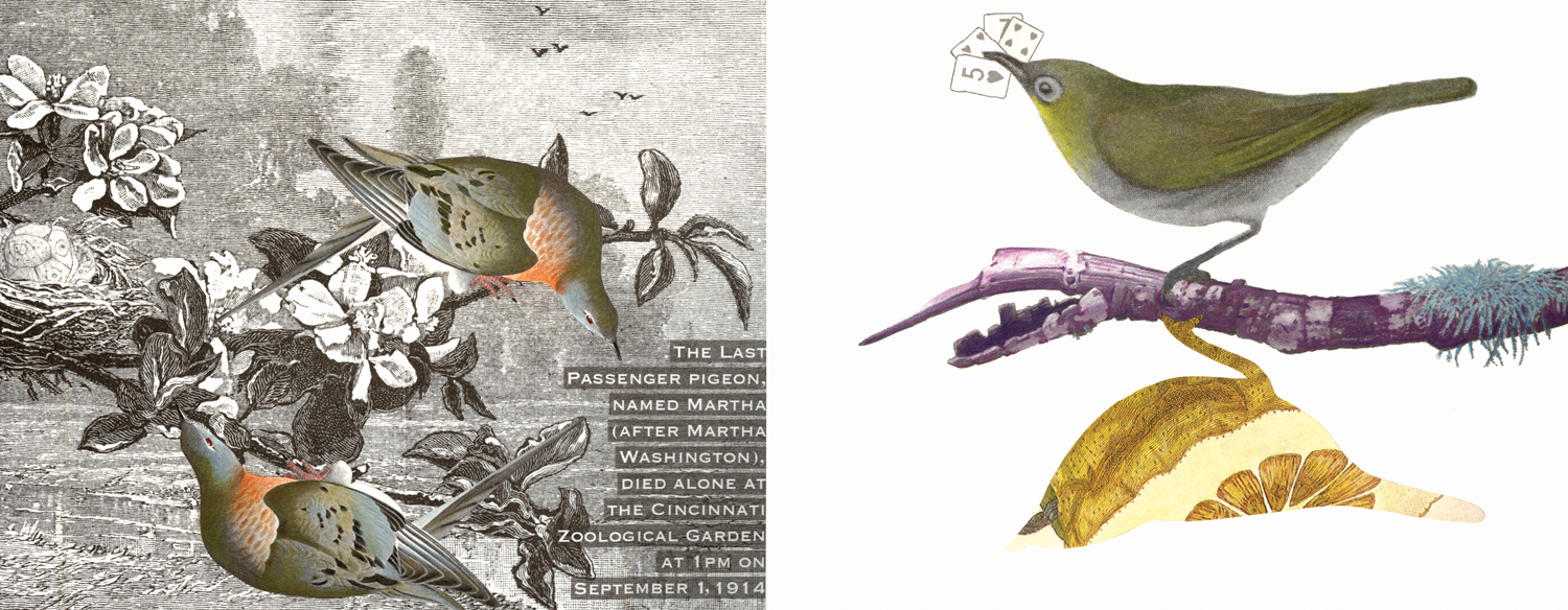 Gracia Haby and Louise Jennison_ The Lost Aviary 02.png