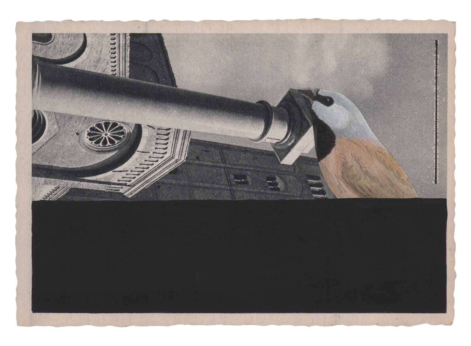 Gracia Haby and Louise Jennison_Black Throated Finch_9.png
