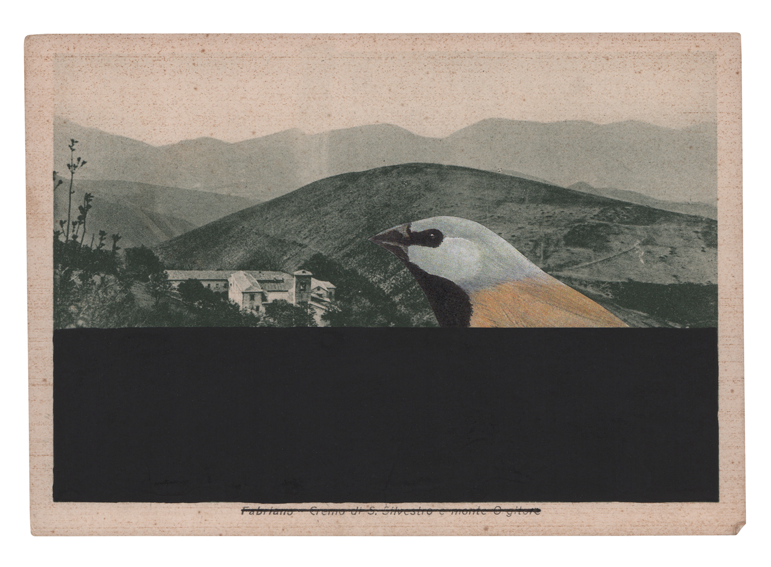 Gracia Haby and Louise Jennison_Black Throated Finch_12.png