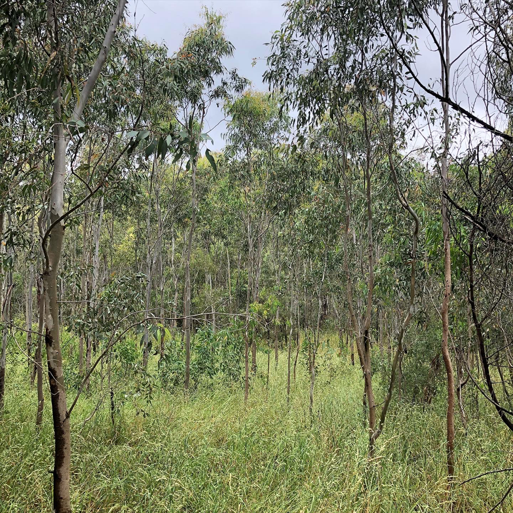 gracialouise_Grey headed flying foxes 33.png