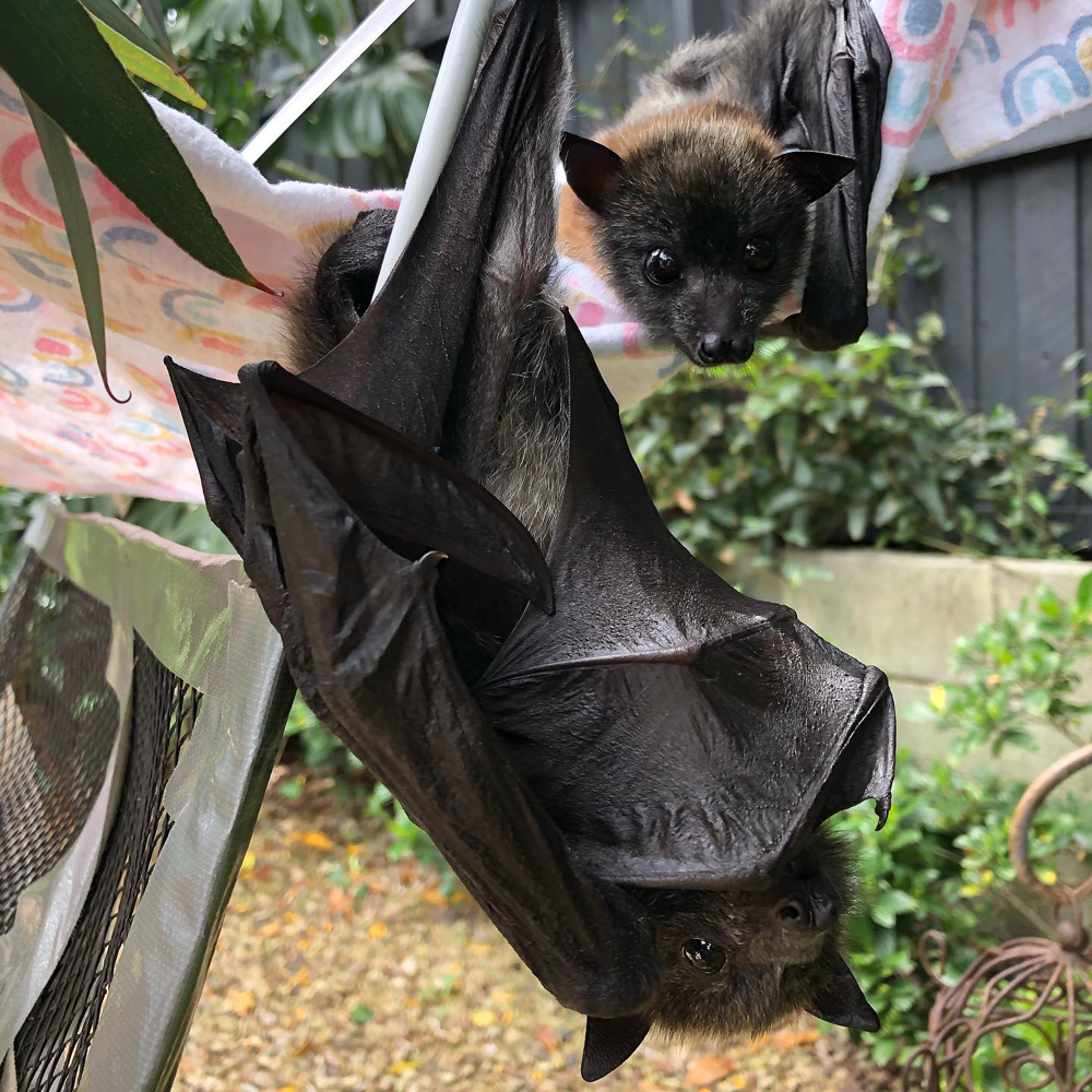 gracialouise_Grey headed flying foxes 20.png