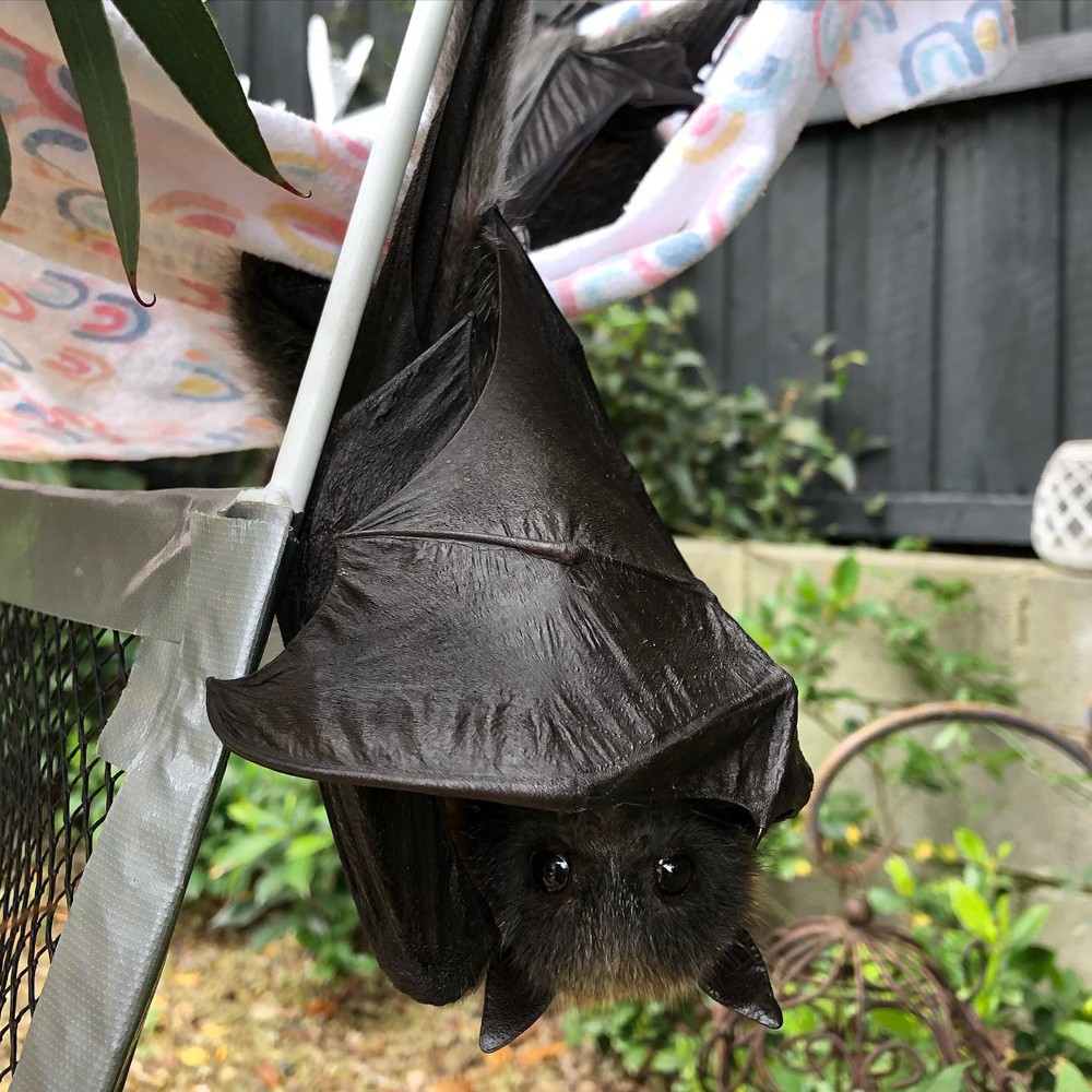 gracialouise_Grey headed flying foxes 24.png