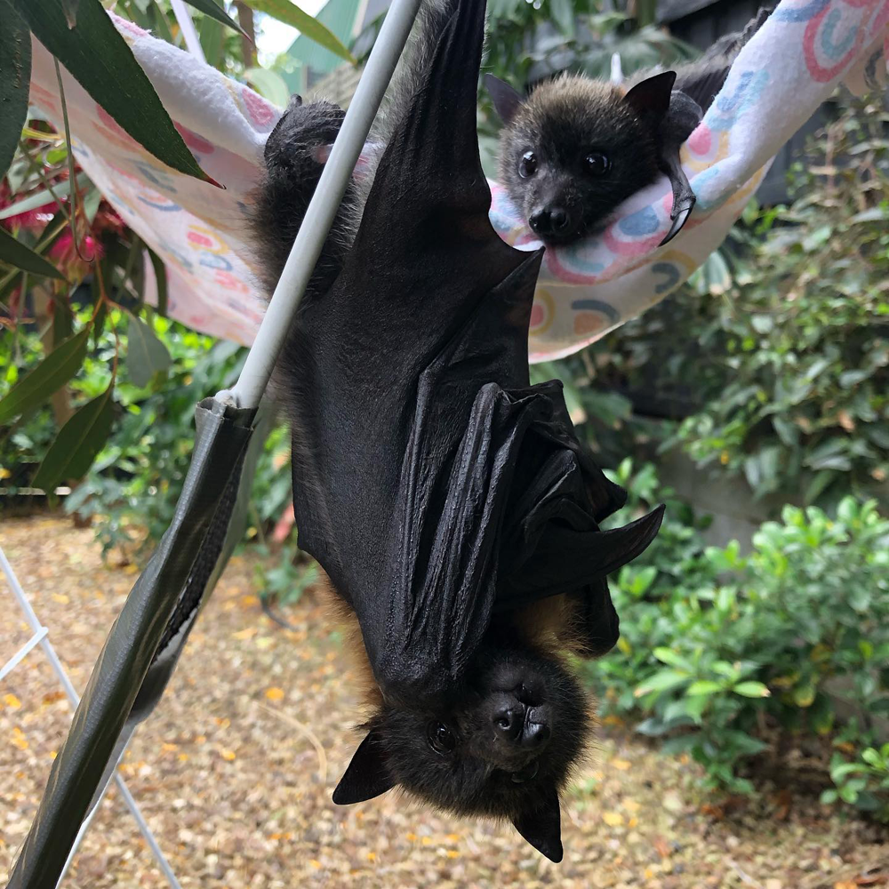 gracialouise_Grey headed flying foxes 19.png