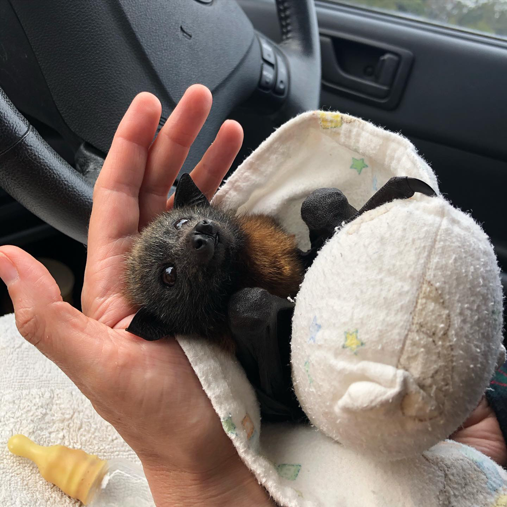 gracialouise_Grey headed flying foxes 11.png