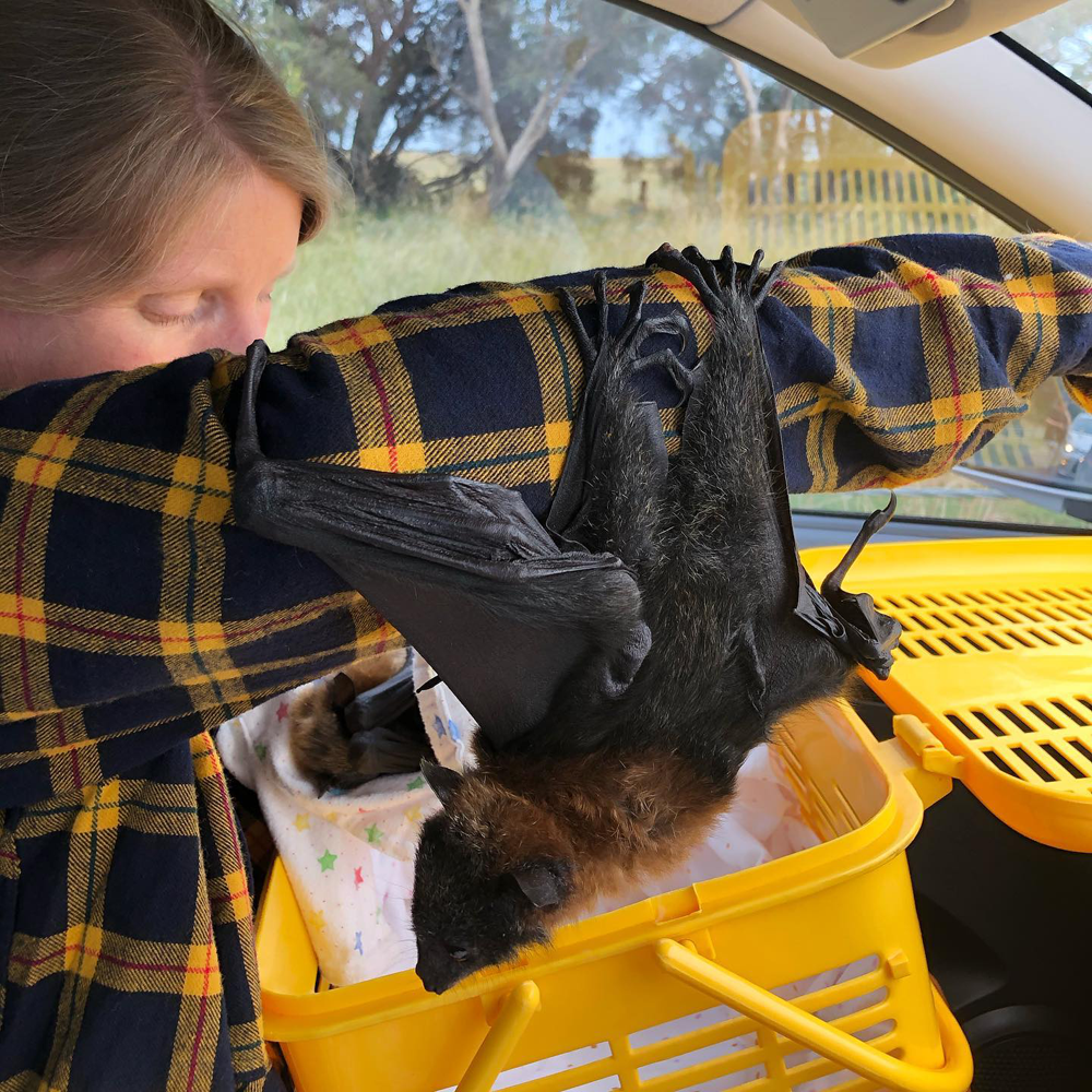 gracialouise_Grey headed flying foxes 04.png