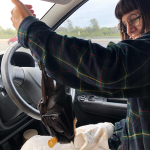 gracialouise_Grey+headed+flying+foxes+14.png
