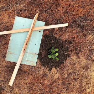 gracialouise_koala+tree+planting+09.jpg