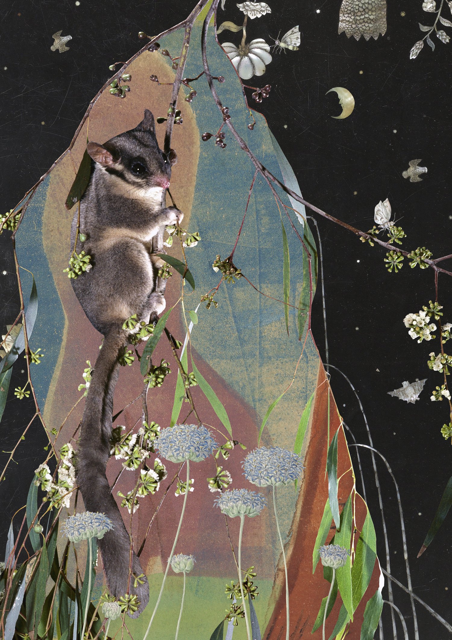 Gracia Haby & Louise Jennison_Leadbeaters possum collage_1500px X 2122px_02.jpg