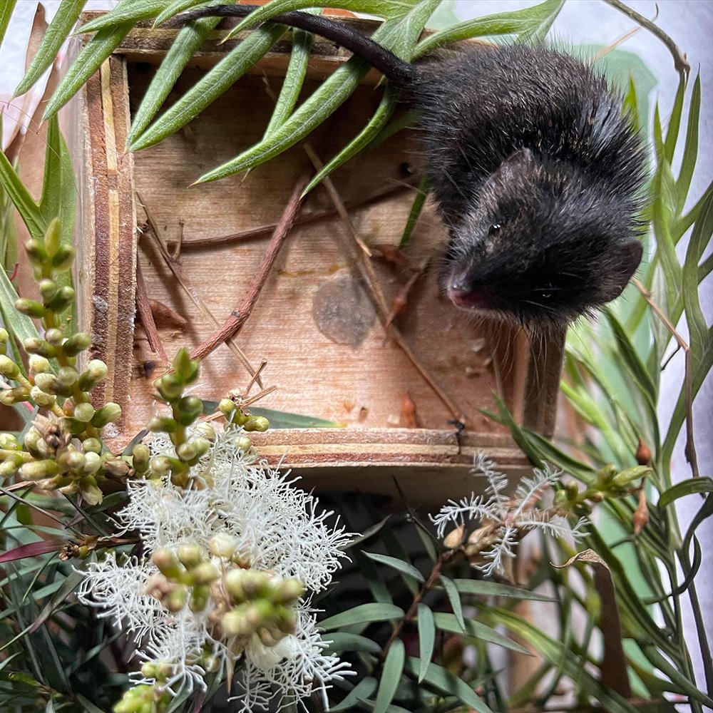 gracia_haby_louise_jennison_Dusky_antechinus15.jpg