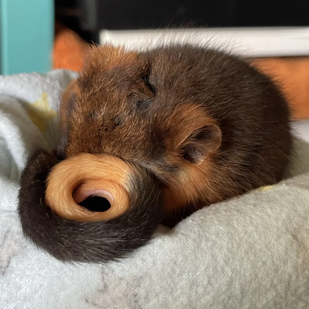 Tiny but Wild 01.jpg