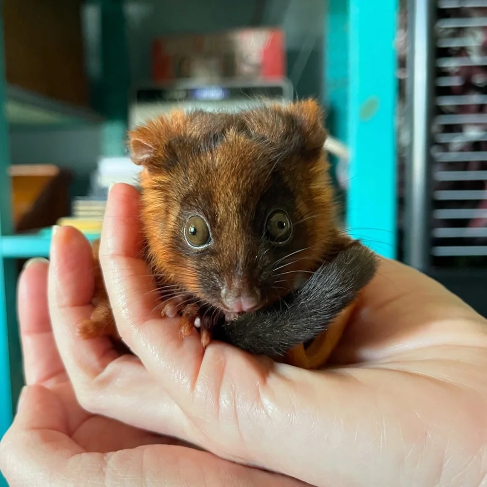 gracialouise_berry joeys 06.jpg