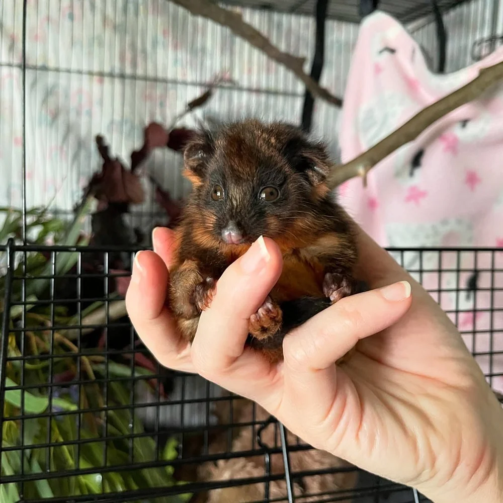 gracialouise_berry joeys 07.jpg