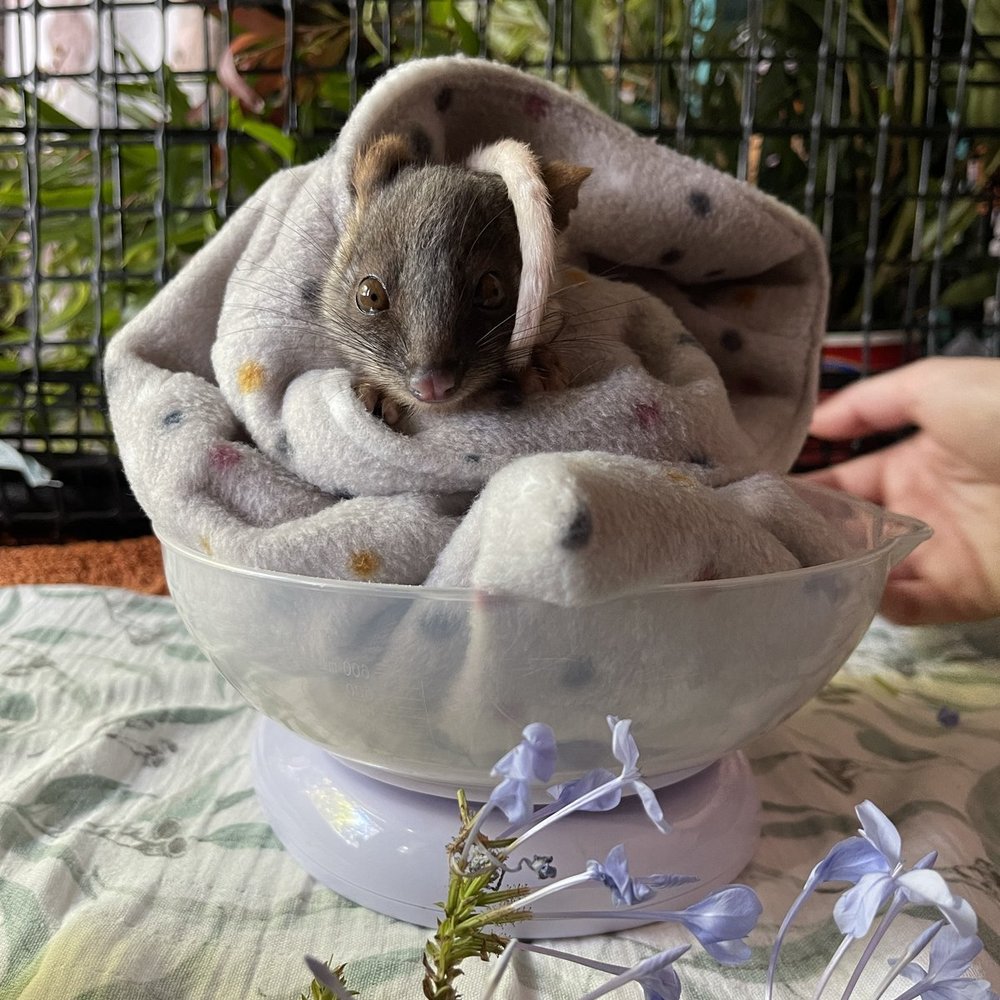 square_April_soft_release_Tiny but Wild_06.jpg