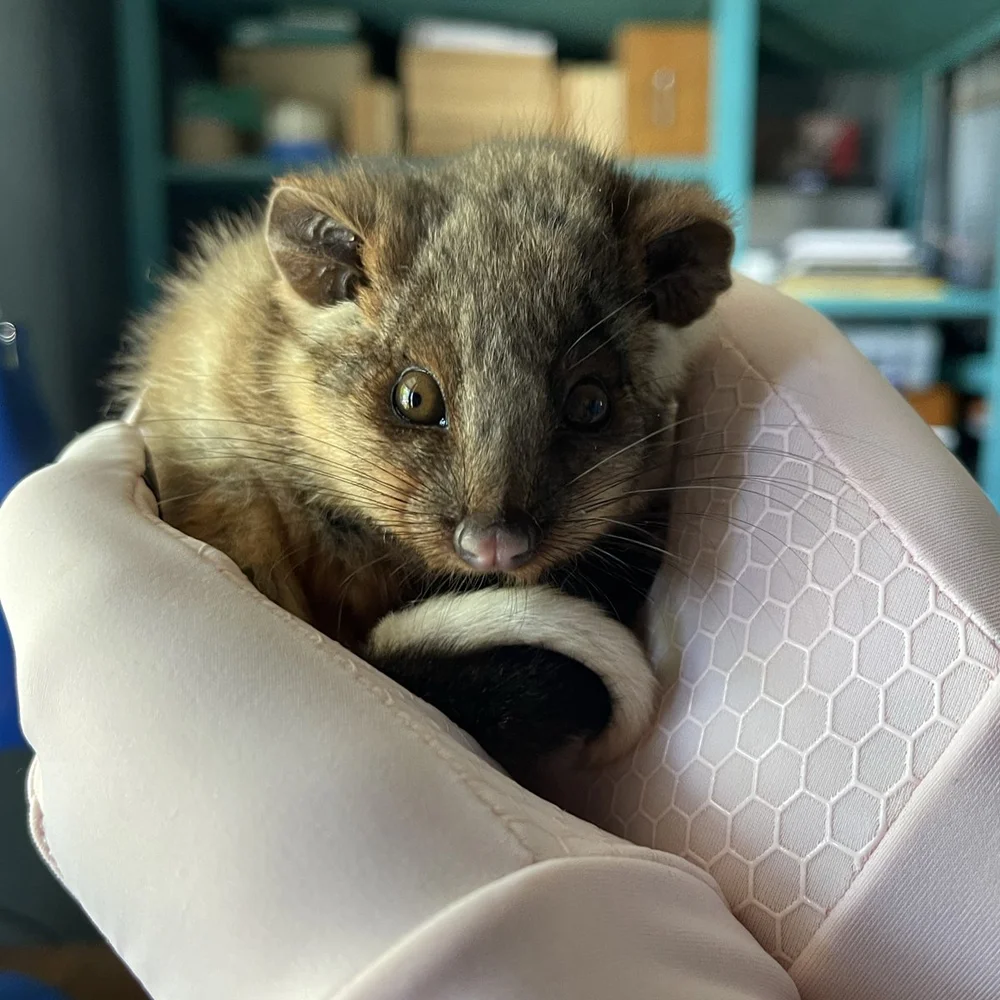 square_April_soft_release_Tiny but Wild_07.jpg