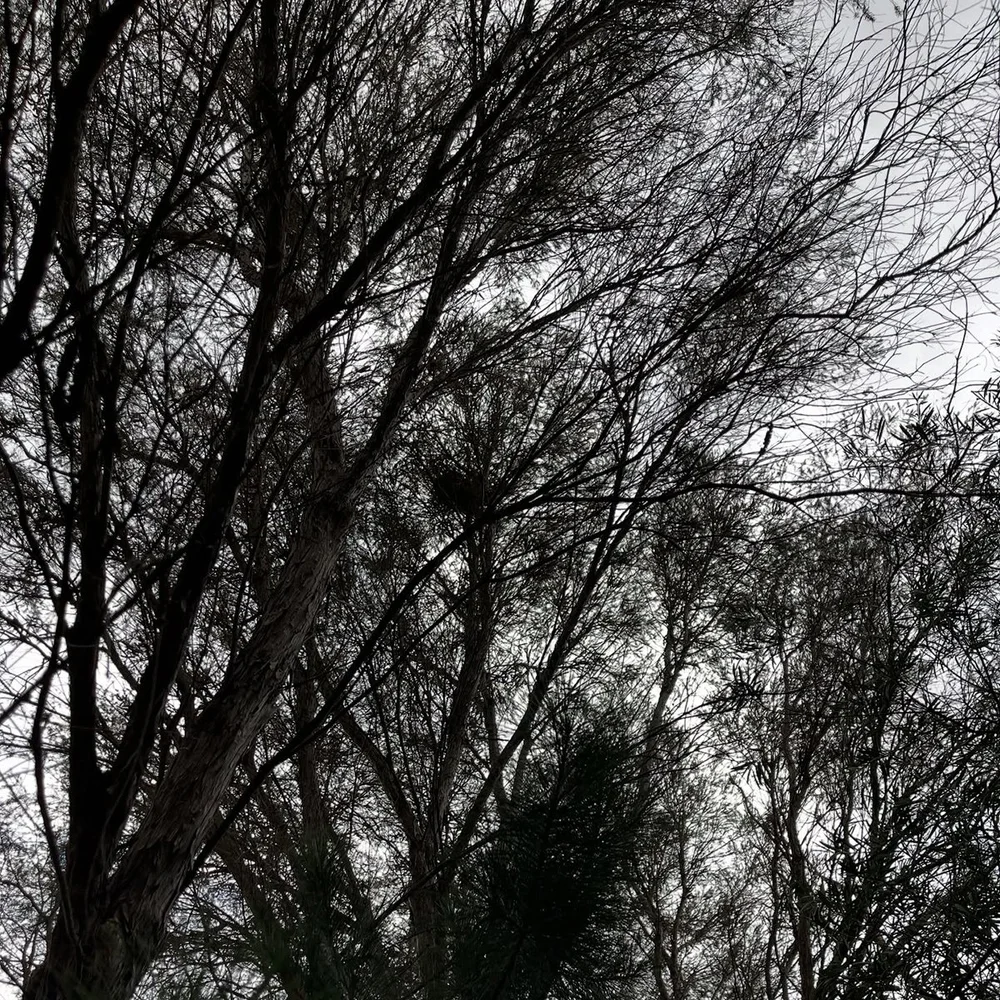 square_April_soft_release_Tiny but Wild_09.jpg