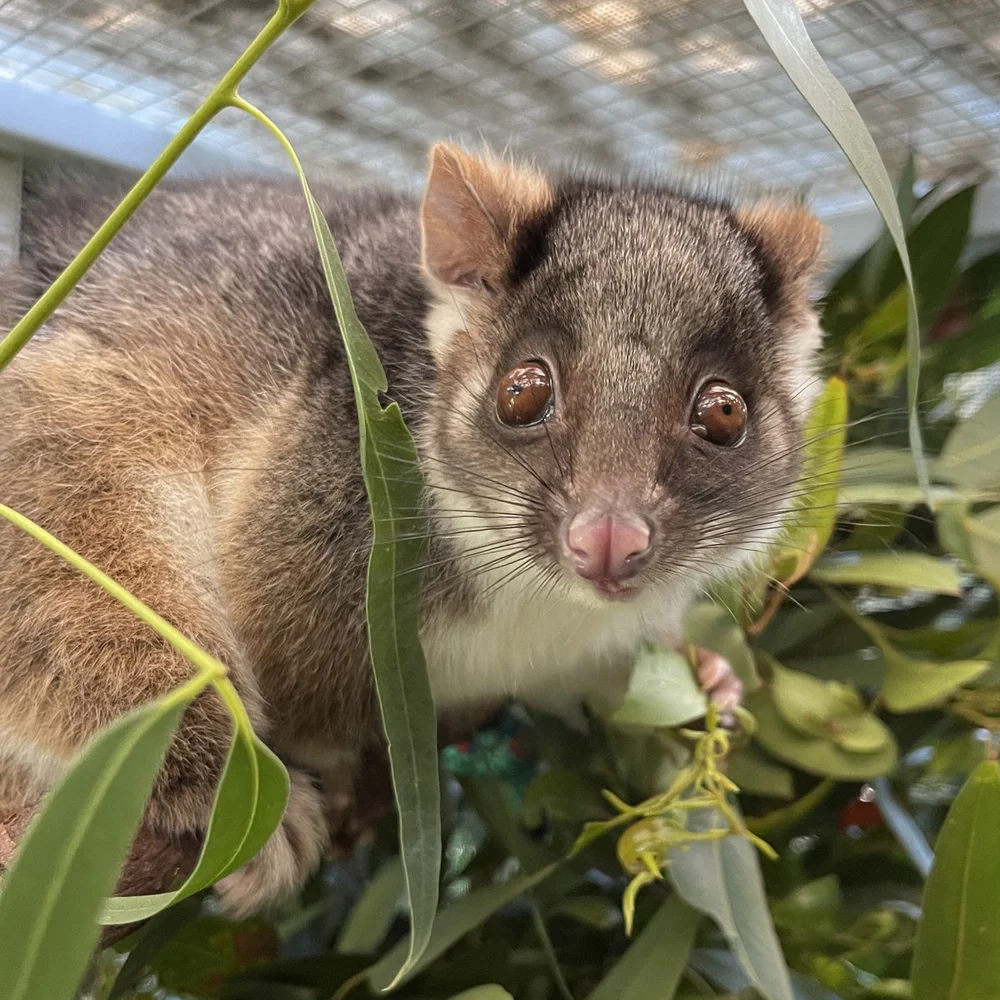 square_April_soft_release_Tiny but Wild_40.jpg