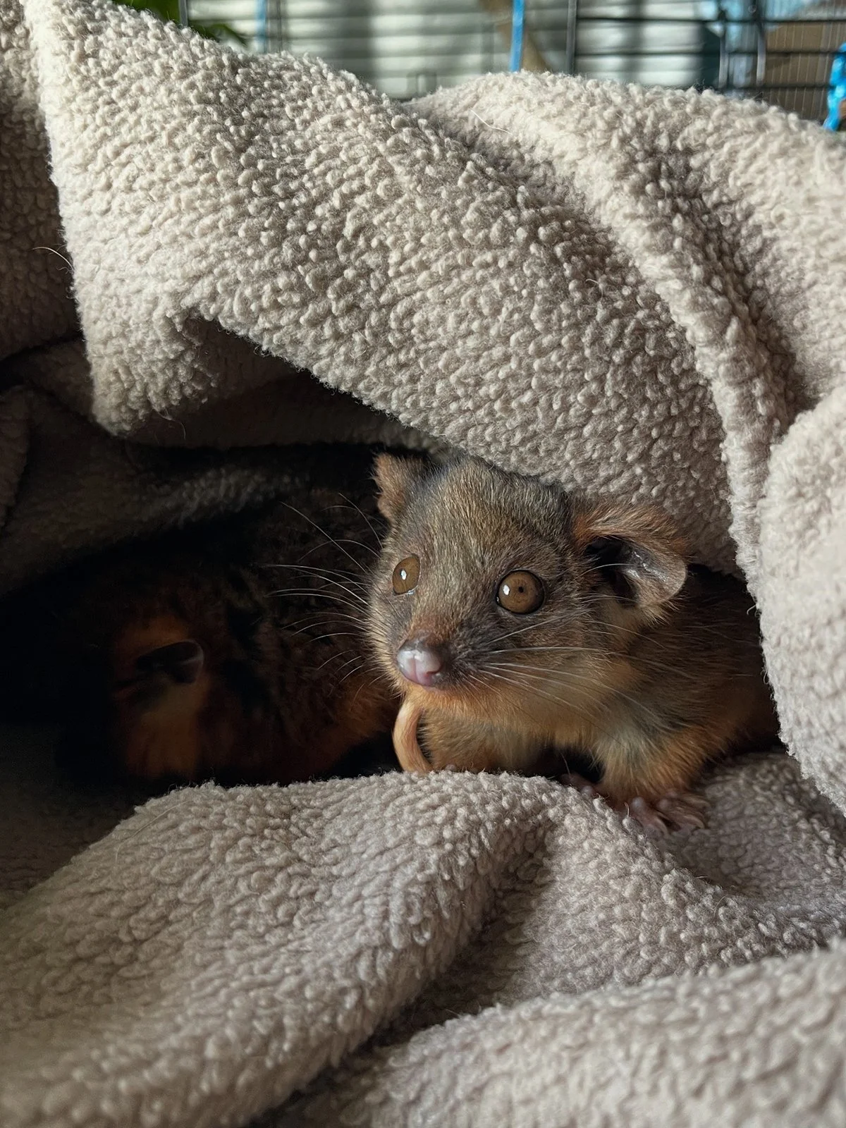 Gracia Haby Louise Jennison spring possums 2025_03.jpg