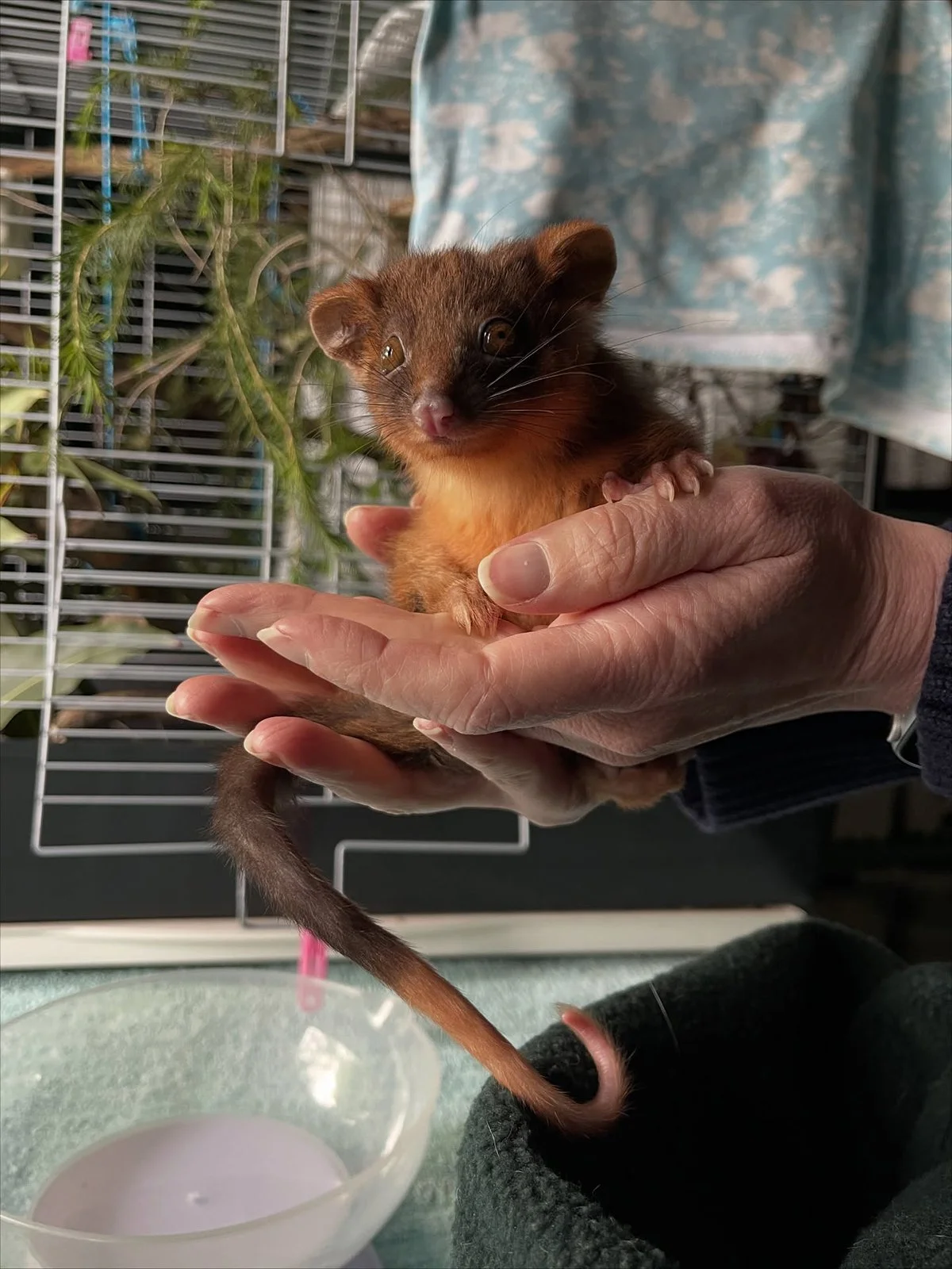 gracialouise_Tiny but Wild_spring possums 2025 06.jpg