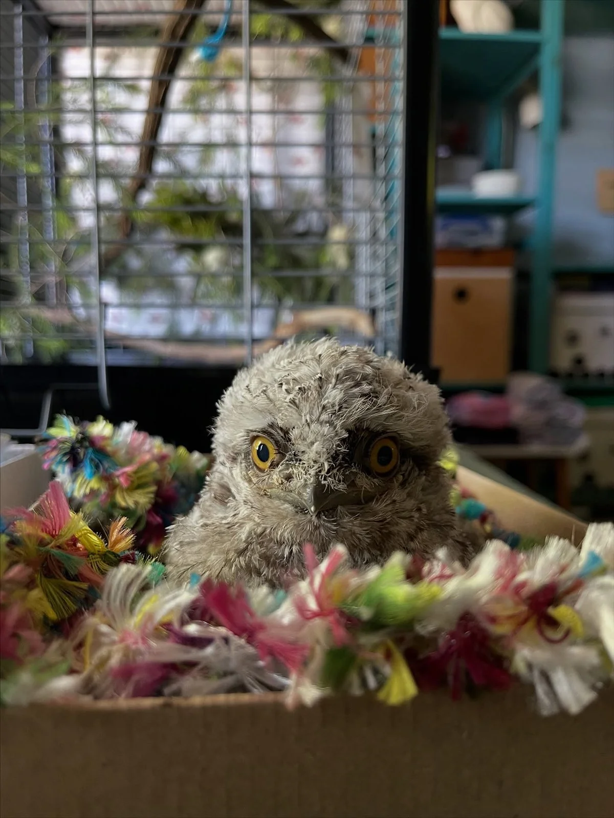 gracialouise_Tiny but Wild_Tawny frogmouth_2025_16.jpg