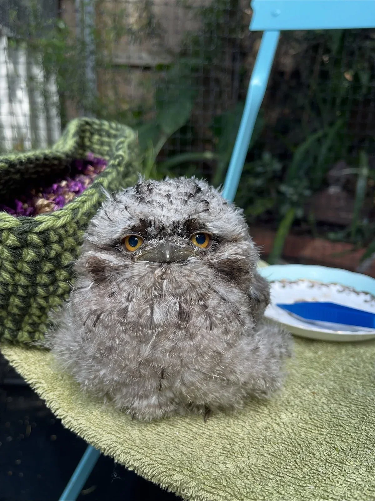 FROM NESTLING TO FLEDGLING