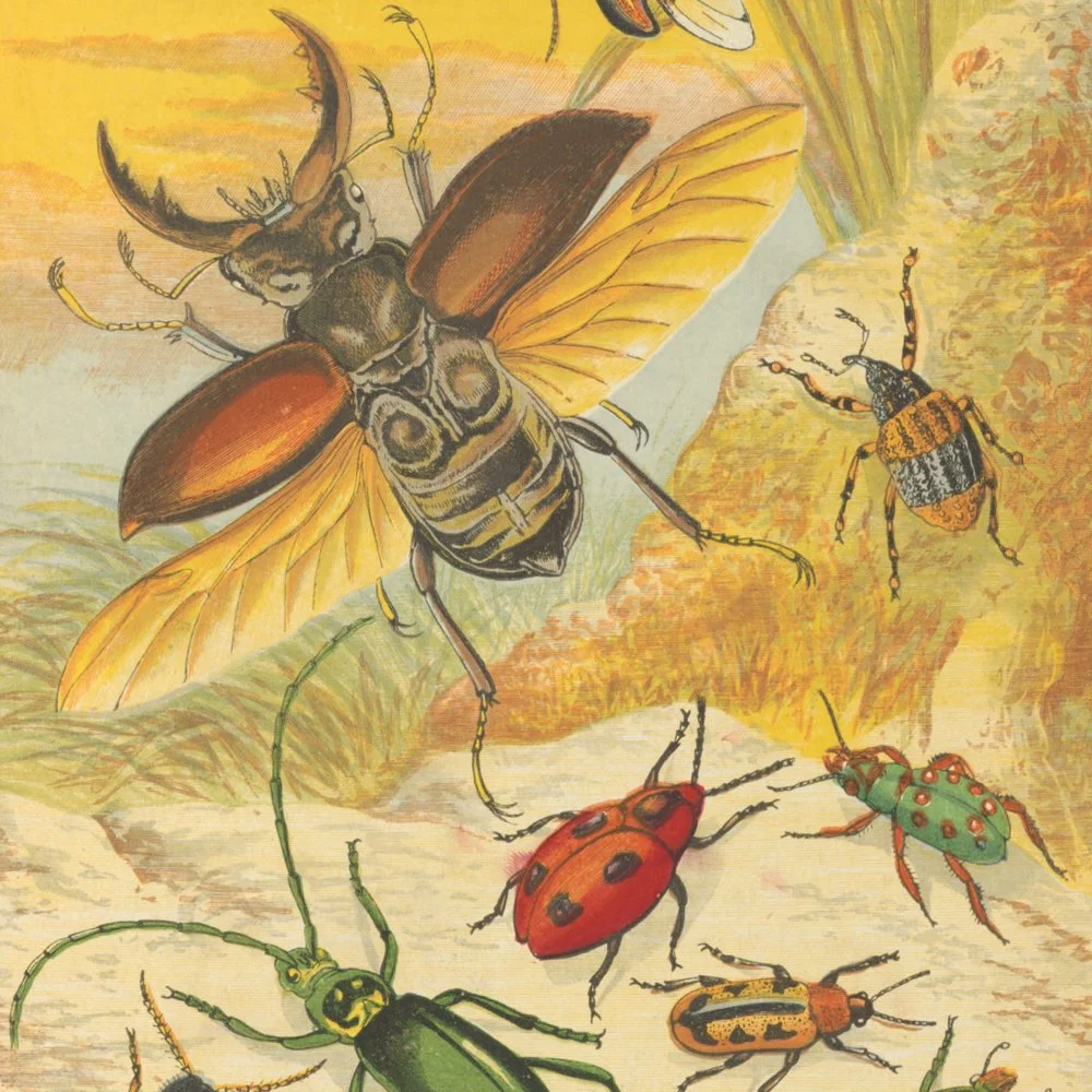 gracialouise_Velvet ant commission 2025_16.jpg