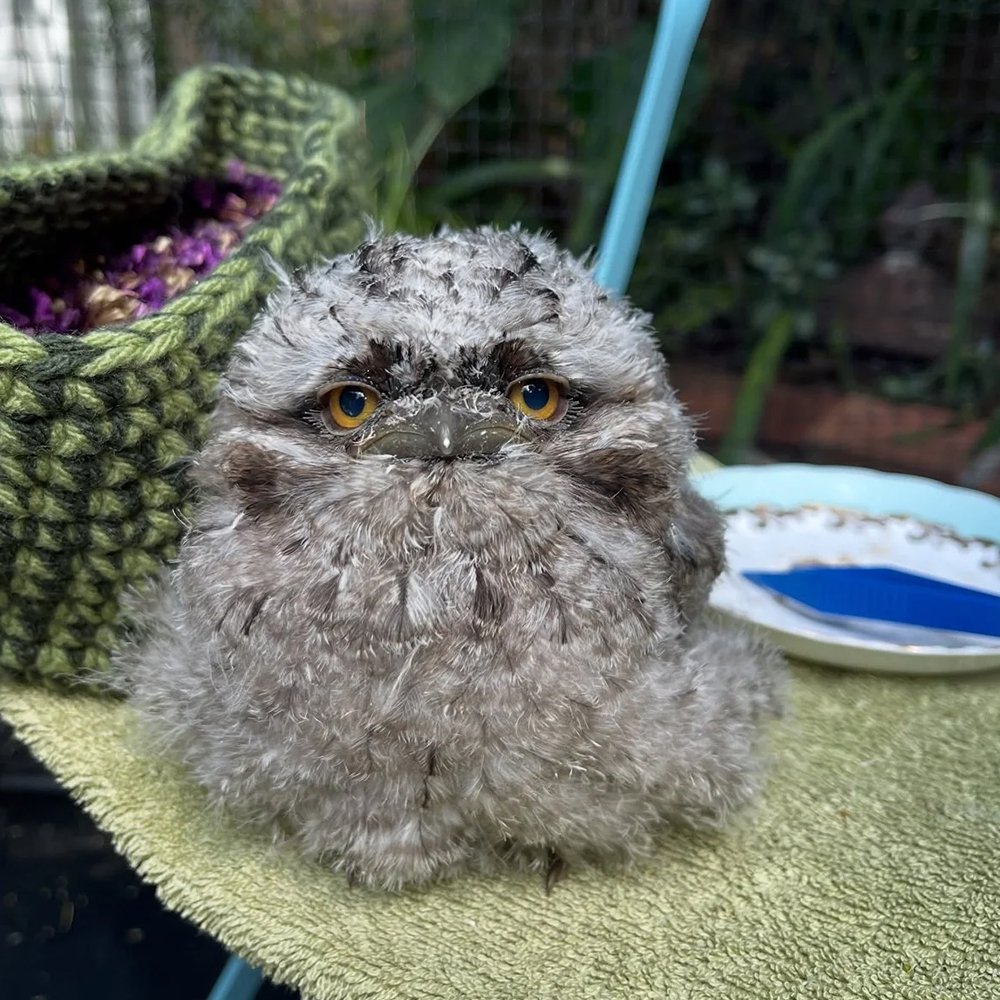 gracialouise_tiny but wild 2025_tawny.jpg