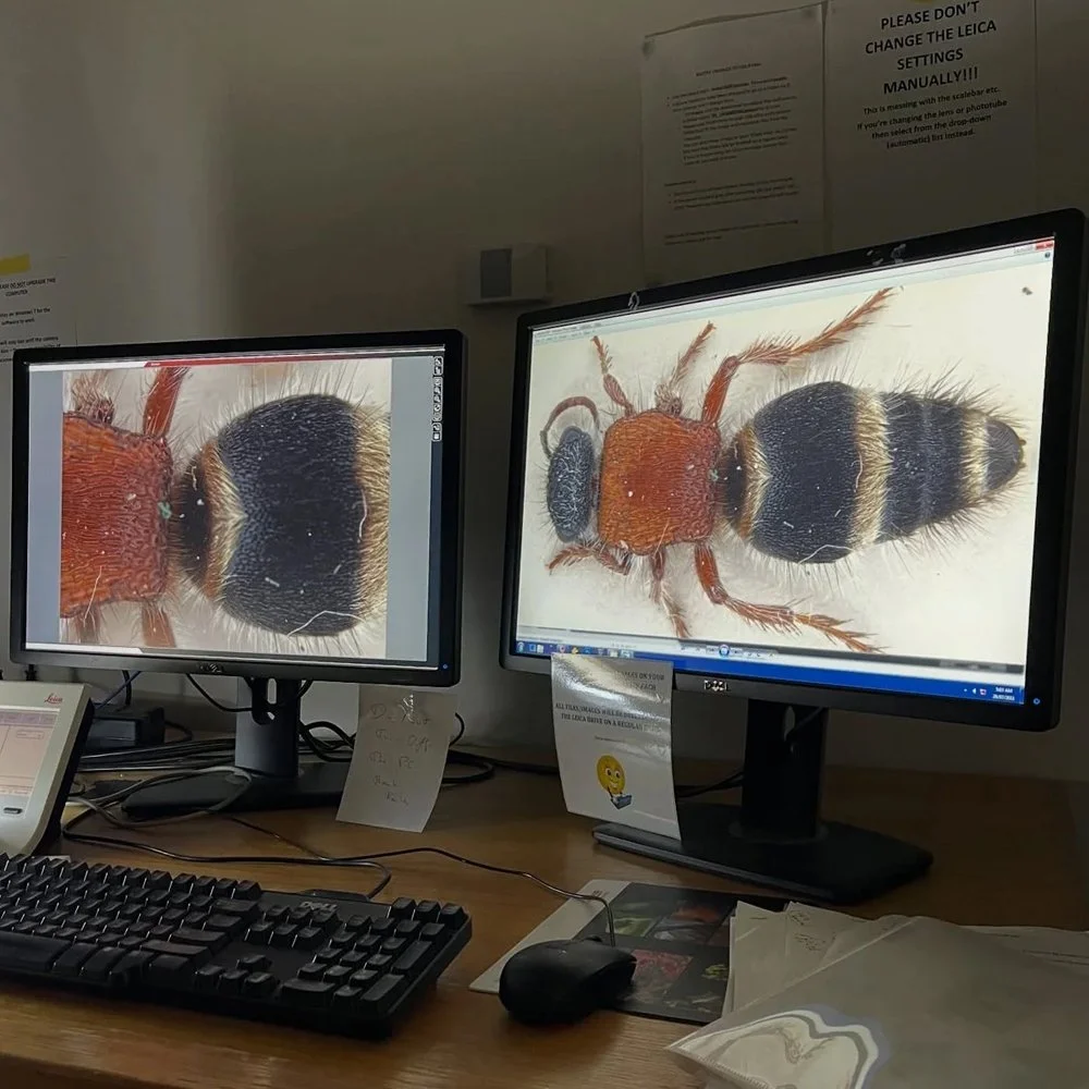 gracialouise_Velvet ant commission 2025_46.jpg