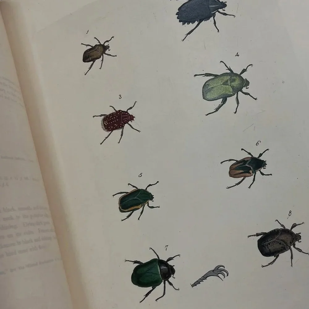 gracialouise_Velvet ant commission 2025_72.jpg