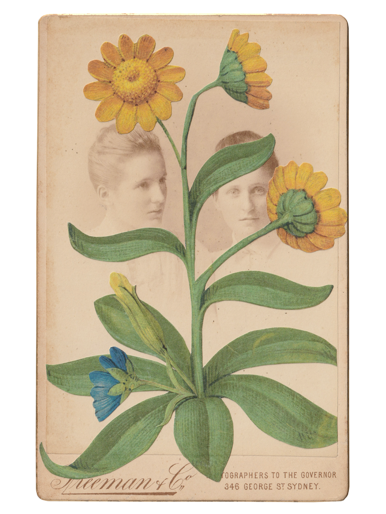 Gracia Haby _Plant Life 05.png