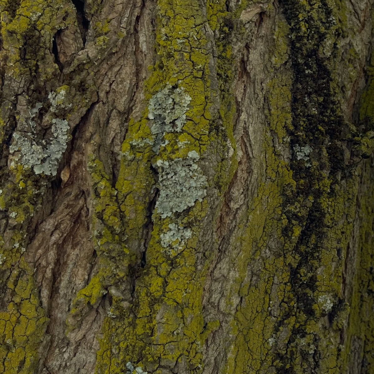 Gracia Haby_Louise Jennison_salvaged relatives 2026_12.png