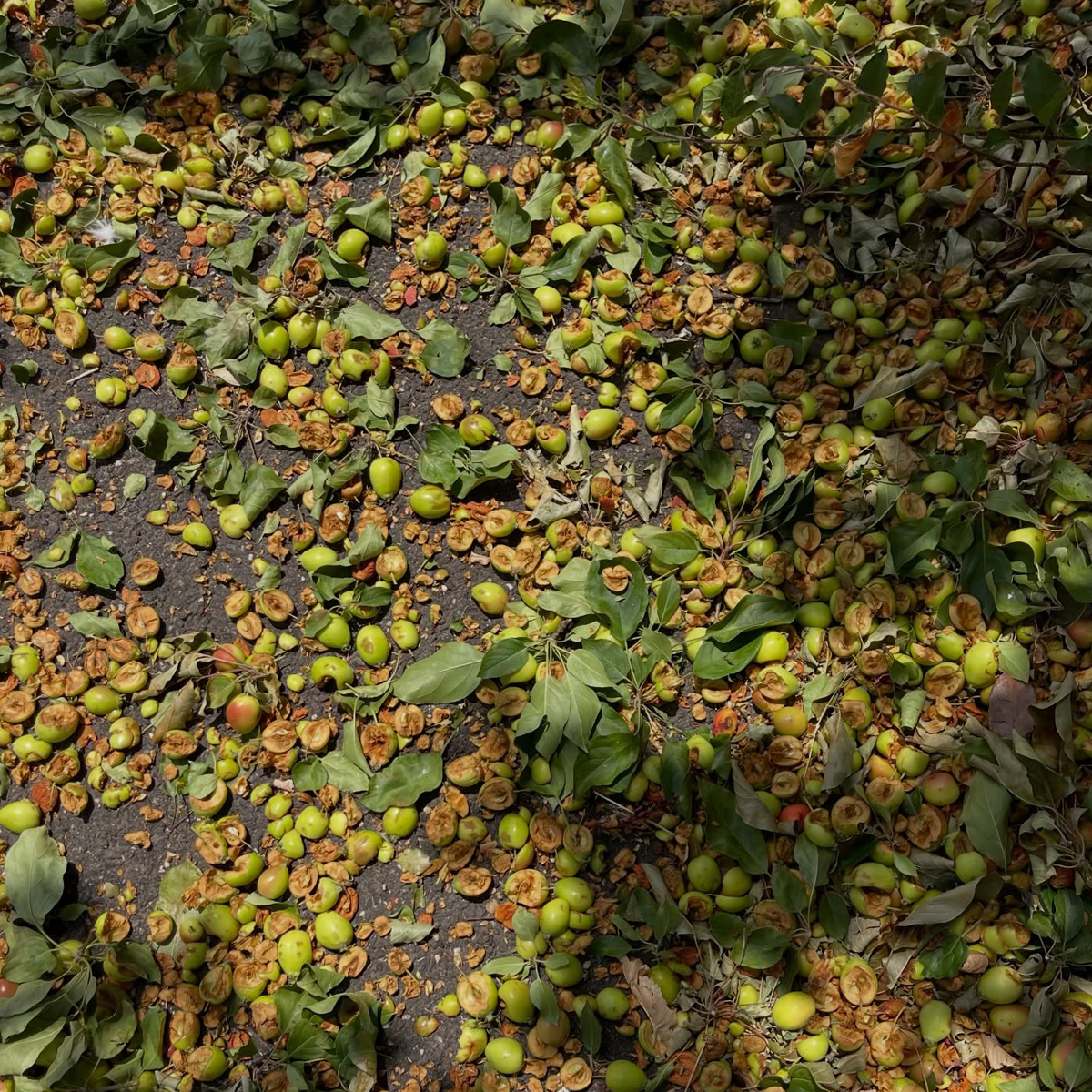 Gracia Haby_Louise Jennison_salvaged relatives 2026_13.png