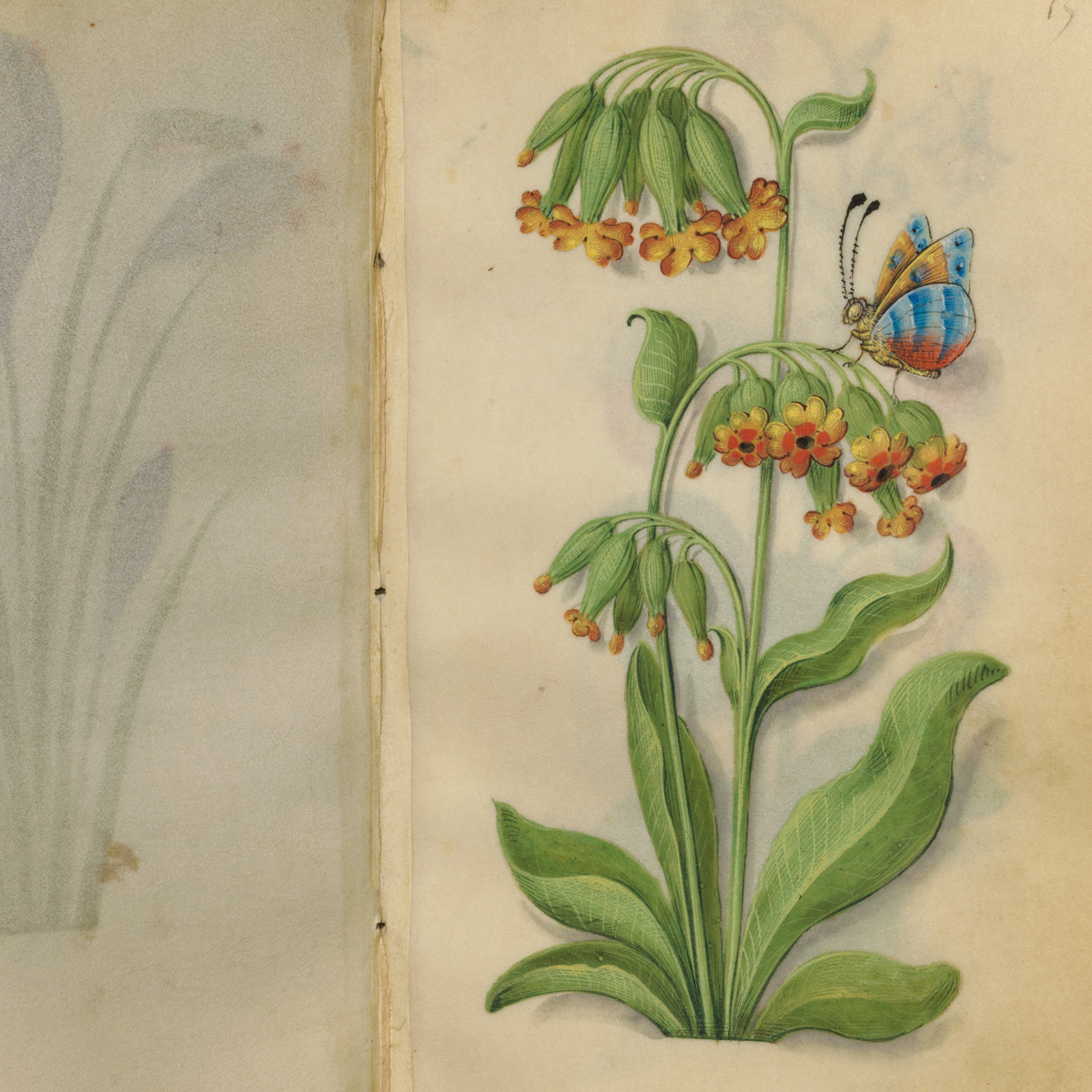 Gracia Haby_Louise Jennison_salvaged relatives 2026_24.png