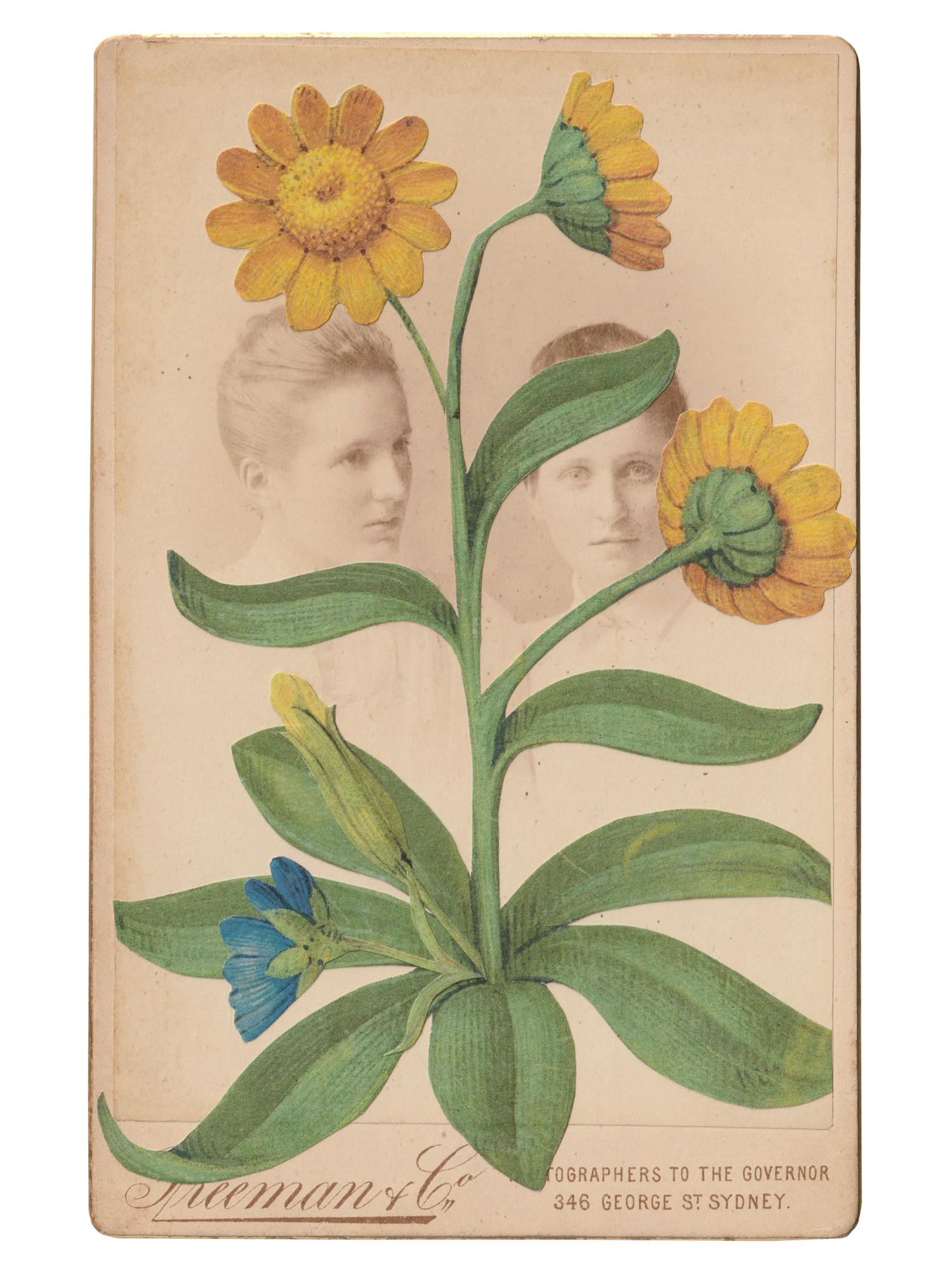 Gracia Haby _Plant Life 05.png