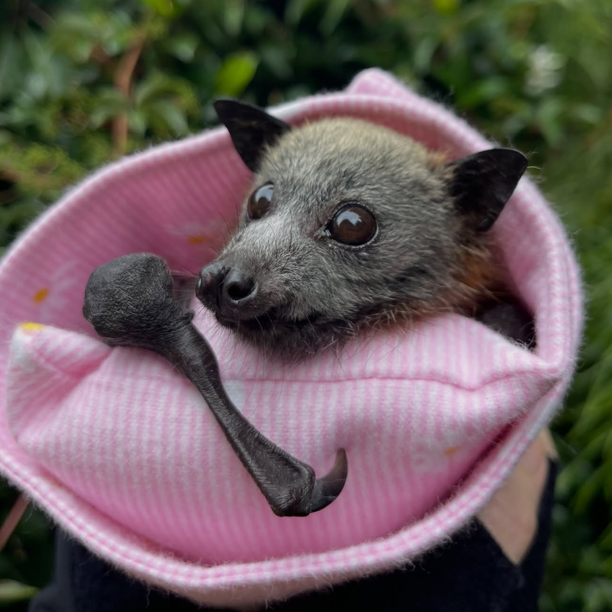 Gracia Haby_Louise Jennison_Tiny but Wild_GHFF pups 02.png