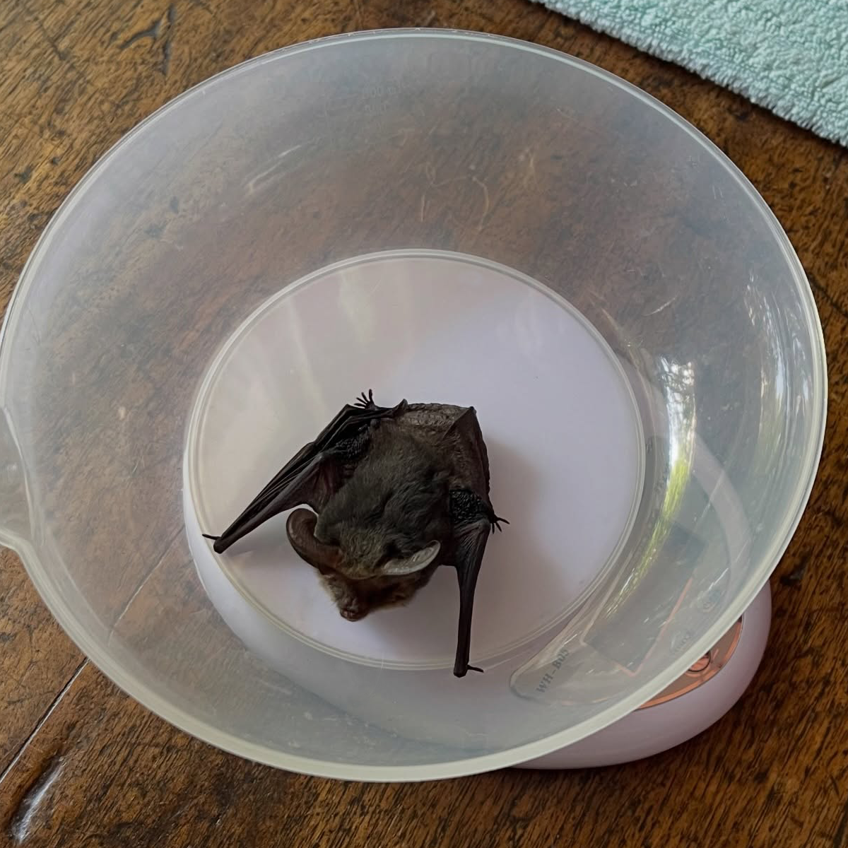 Gracia Haby_Louise Jennison_Tiny but Wild_microbat 02.png