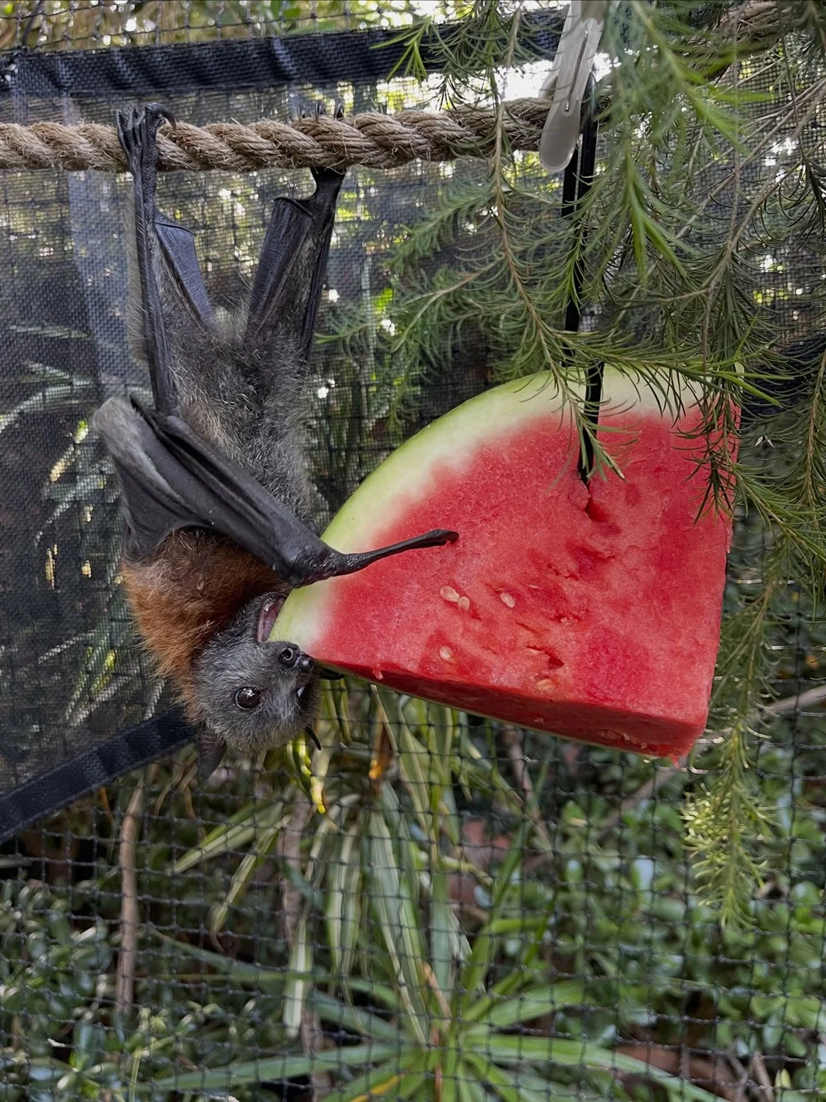 A KALEIDOSCOPE OF WILD