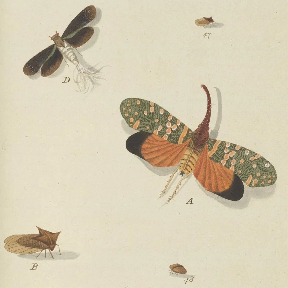 Gracia and Louise Velvet ant 2026_26.jpg