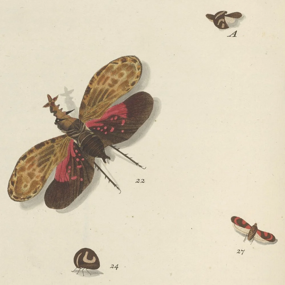 Gracia and Louise Velvet ant 2026_29.jpg