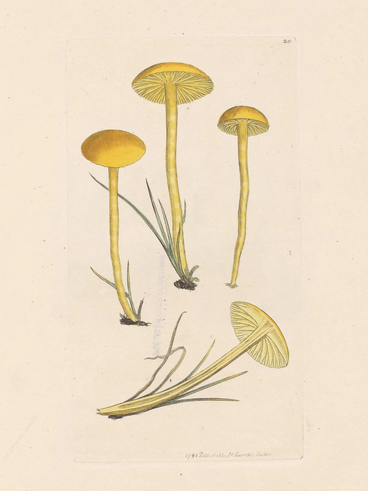 ENTANGLEMENTS WITH FUNGI